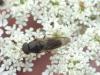 Cheilosia sp.